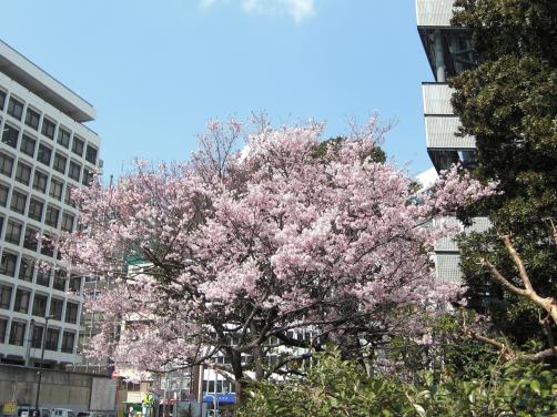 桜201111