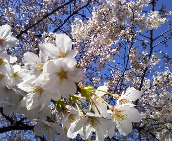 市ヶ谷土手の桜4