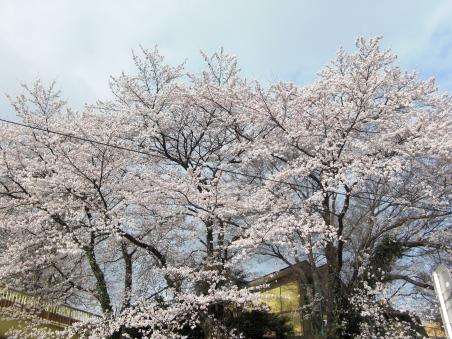 桜20110401