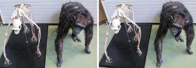 旭山動物園のチンパンジーの剥製と骨格標本 平行法3Dステレオ立体写真
