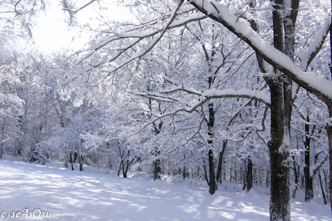 冬、雪景色、イメージ、201111、木、公園