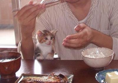 猫と楽しく朝食