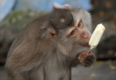 アイスキャンディーを食べる猿