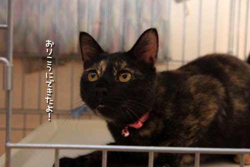 頑張ったもん