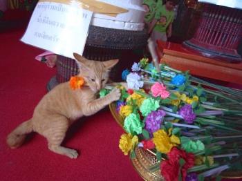 花にかじりついた猫