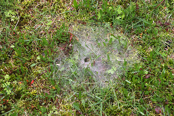 蜘蛛の巣IMG_3949