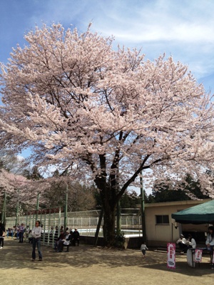 桜サイクリング 022