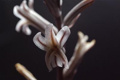 黒縞デケナヒーの花