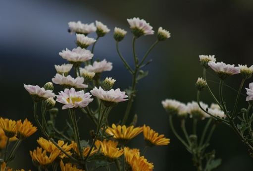 白菊と黄菊