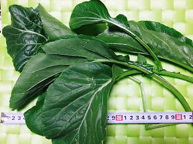 1101アスパラ菜 (3)