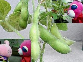 枝豆だけは興味津々のひろつぐ。