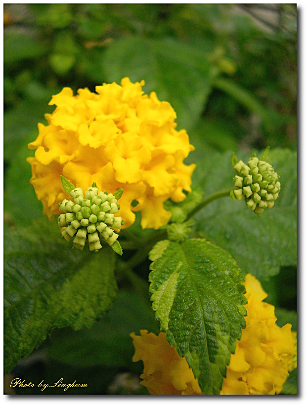 黄色と白のランタナと 雨の雫と 野に咲く花の写真館