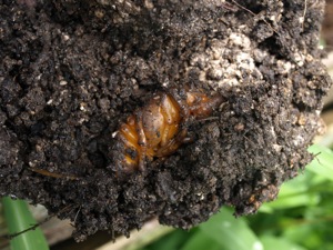 8堆肥にカフ#12441;トムシ幼虫