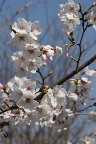 桜の季節5