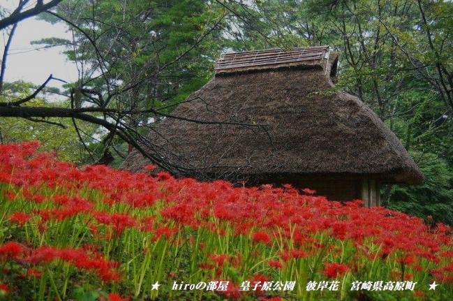 hiroの部屋　彼岸花咲いていました　皇子原公園　宮崎県高原町　2011/9/19