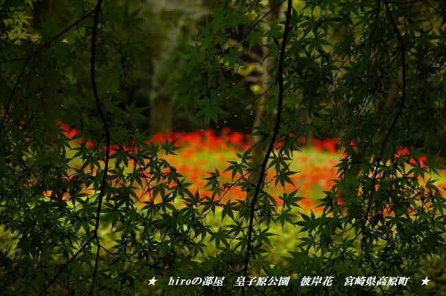 hiroの部屋　彼岸花咲いていました　皇子原公園　宮崎県高原町　2011/9/19