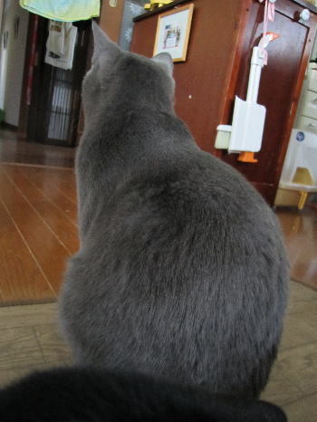 猫背ぎん