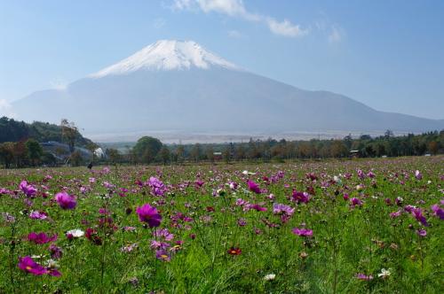 コスモスと富士山に囲まれて♪03