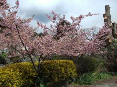 二伝寺の桜