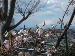 お墓から富士山と梅の花
