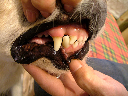 ベルちゃんの歯