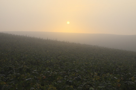 日の出の頃　美瑛の豆畑