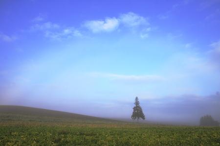 クリスマスツリーの木　白い霧の虹
