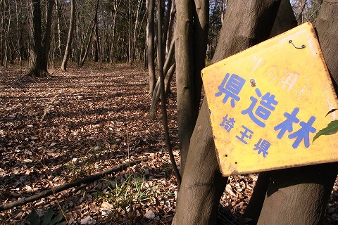 2011-01-05 森のさんぽ道 (48)