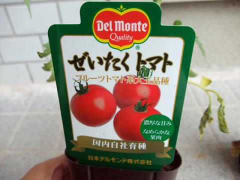 購入苗ぜいたくトマト
