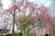 霞城公園の桜１
