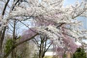 霞城公園の桜２