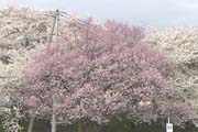 城内の桜、ソメイヨシノ