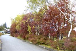坊平高原の紅葉１